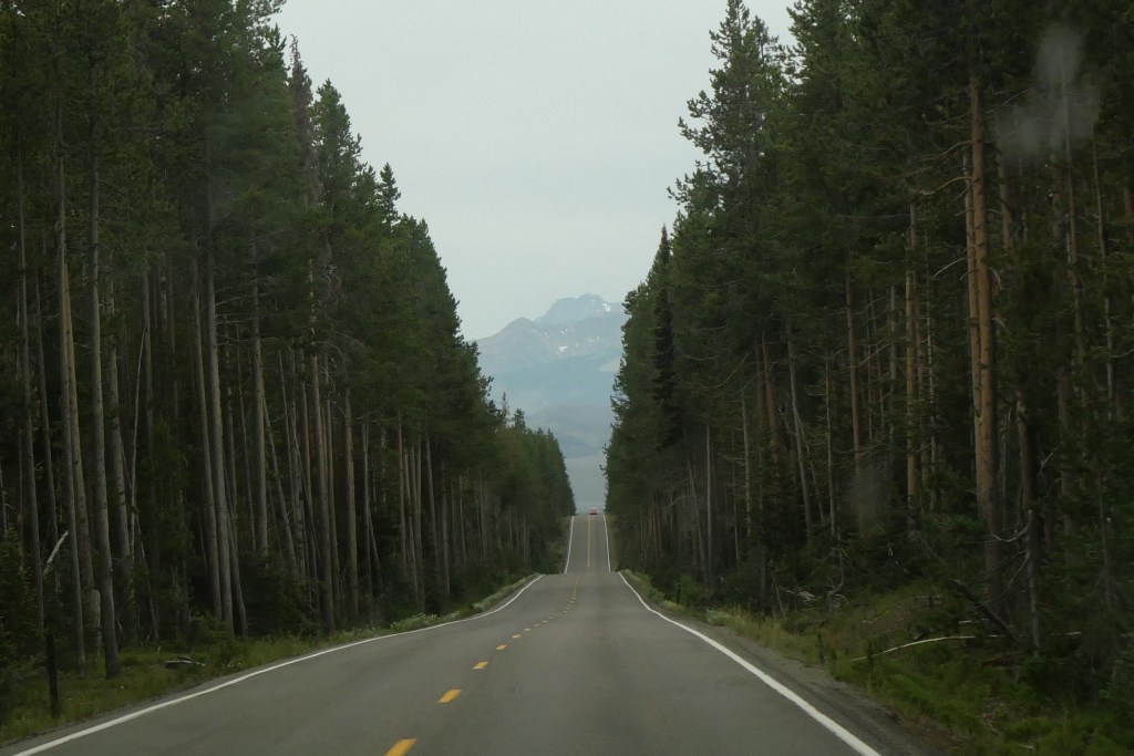 pine tree hilly road with mountains in background
