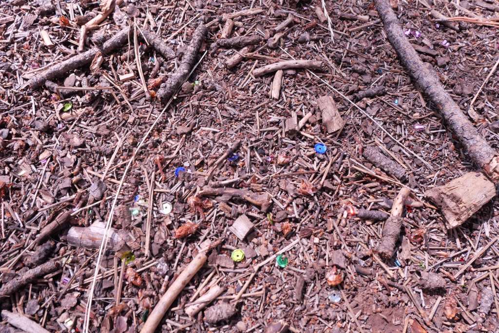 sequins on a forest floor