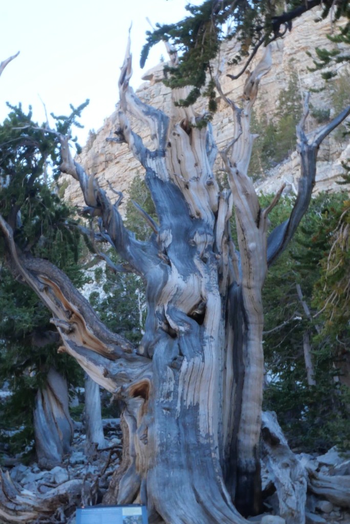 bristlecone pine tree