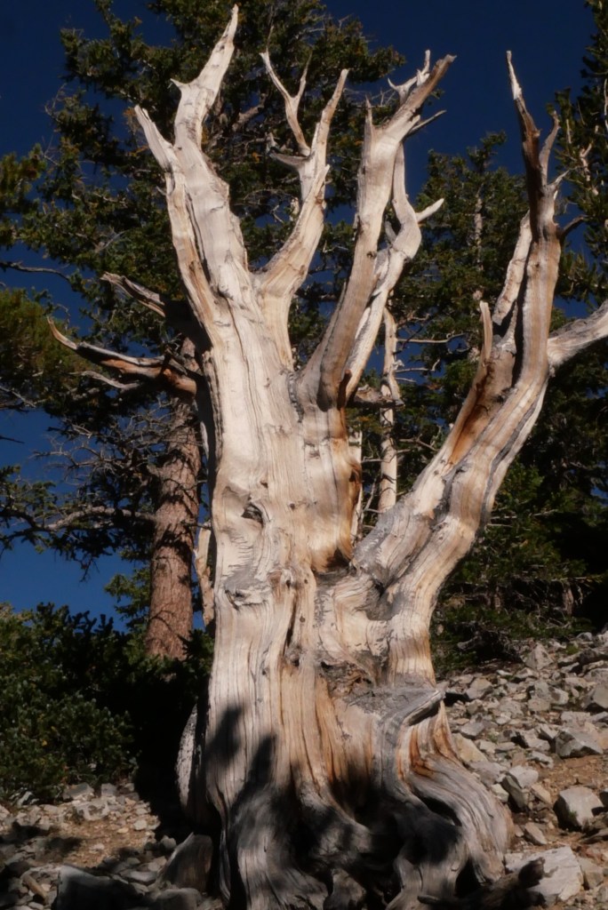 Bristlecone Pine tree