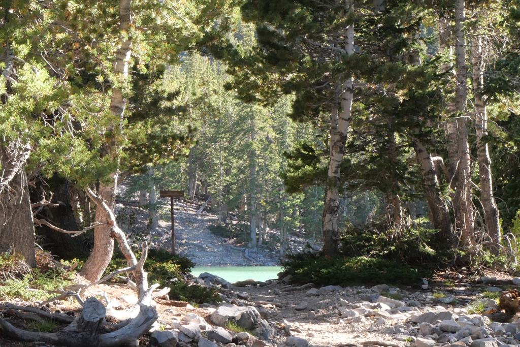 green water of an alpine lake just visible through trees