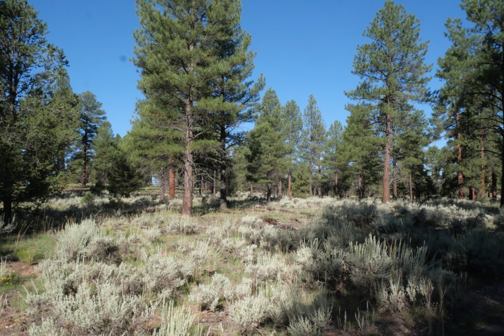 Trees and sagebrush