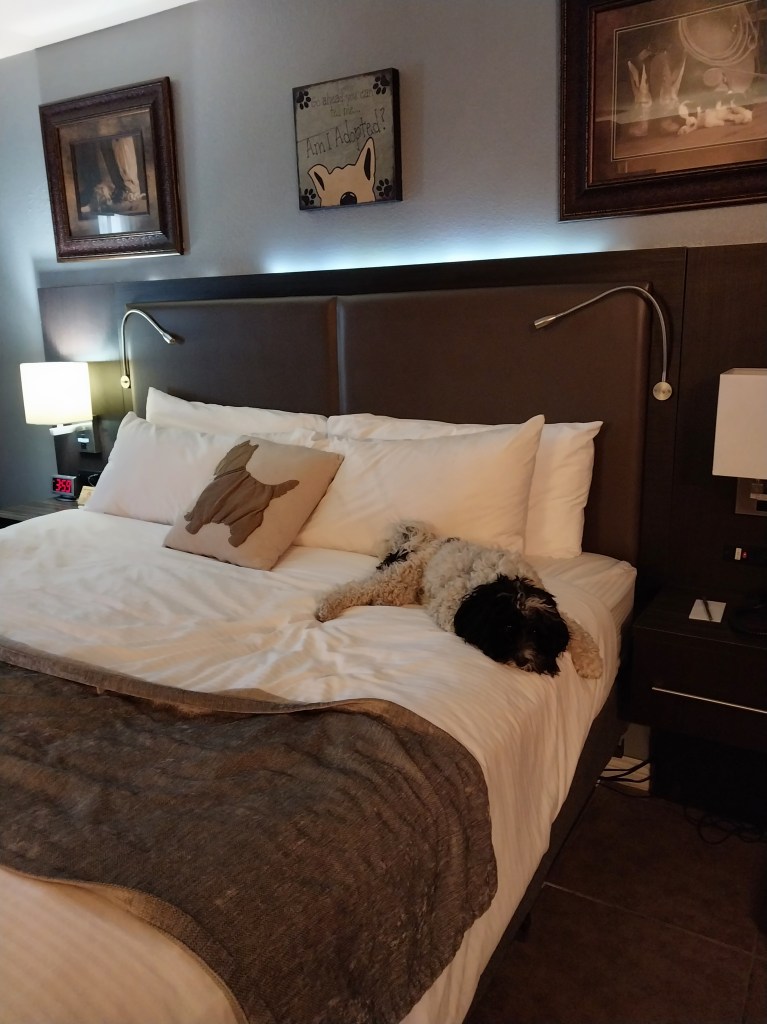 Poppy lying in a big bed in a hotel room
