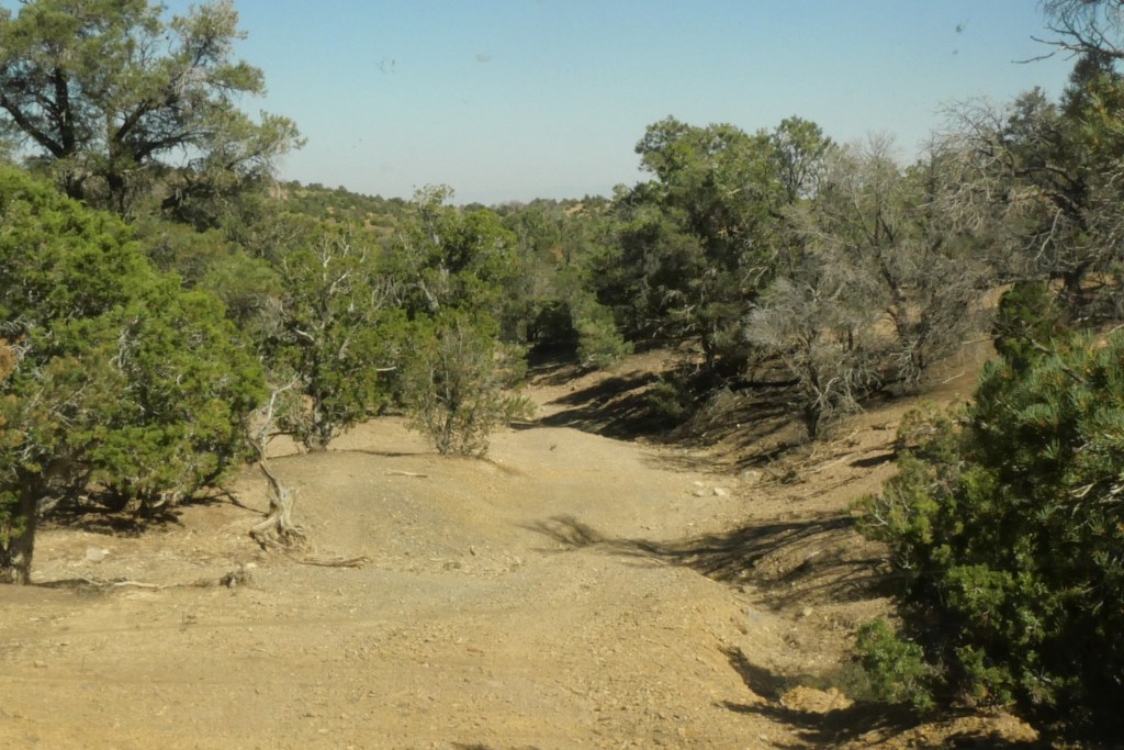 rough dirt road in the trees