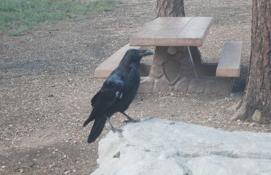 raven sitting on a rock in front of a picnic table