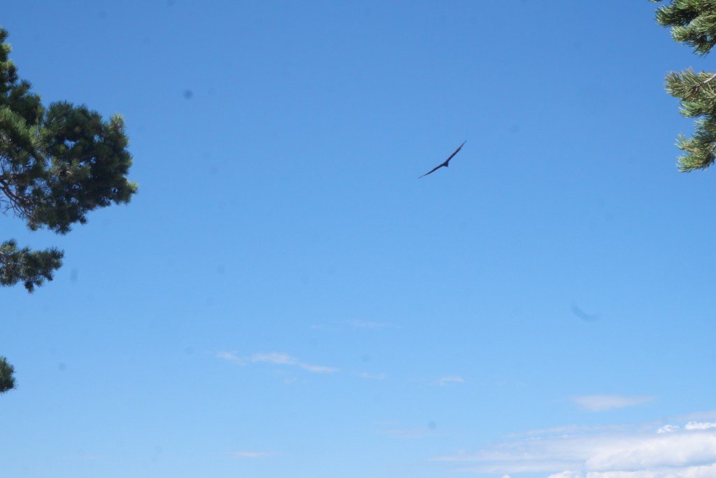 raven flying in the blue sky