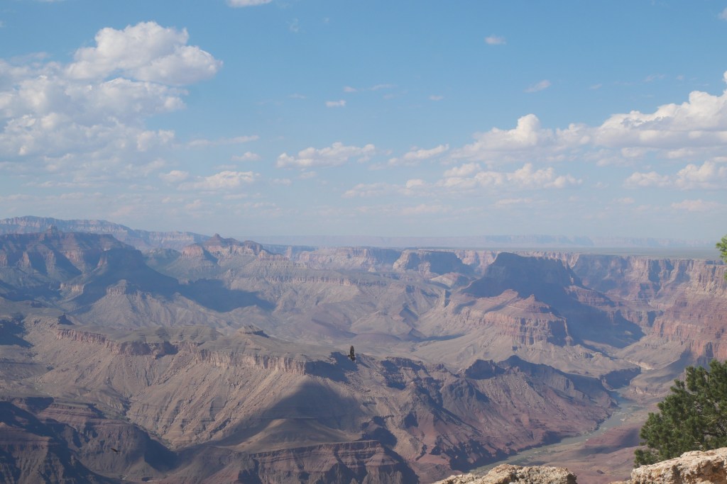 The Grand Canyon under a blue sky with white fluffy clouds