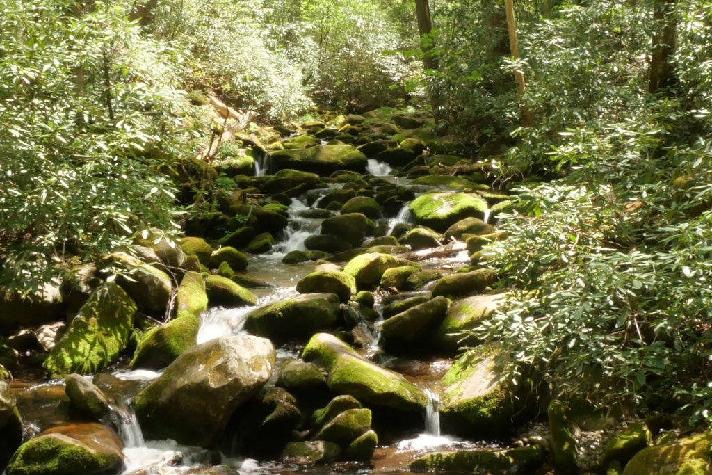 creek with mossy stones in a lush forest