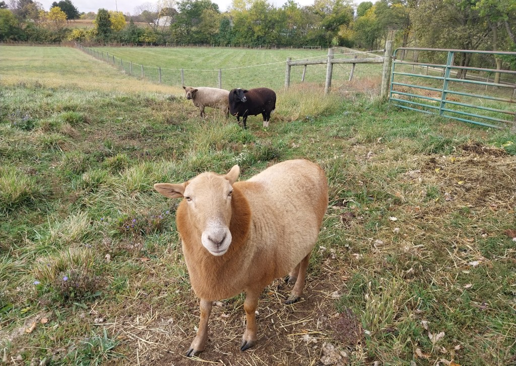three sheep in a pasture